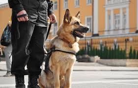 Agent cynophile en patrouille avec son chien sur un site industriel